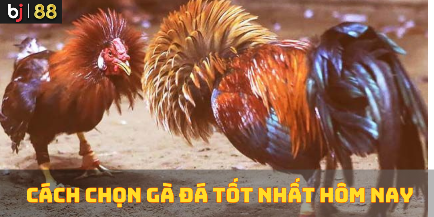 Cách chọn gà đá tốt nhất cho hôm nay